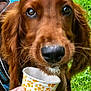 animal, brown_dog, canine, closeup, cup, daylight, dog, ears, fur, grass, hand, happy, nature, outdoor, pet, playful, snout, summer, treat, whiskers