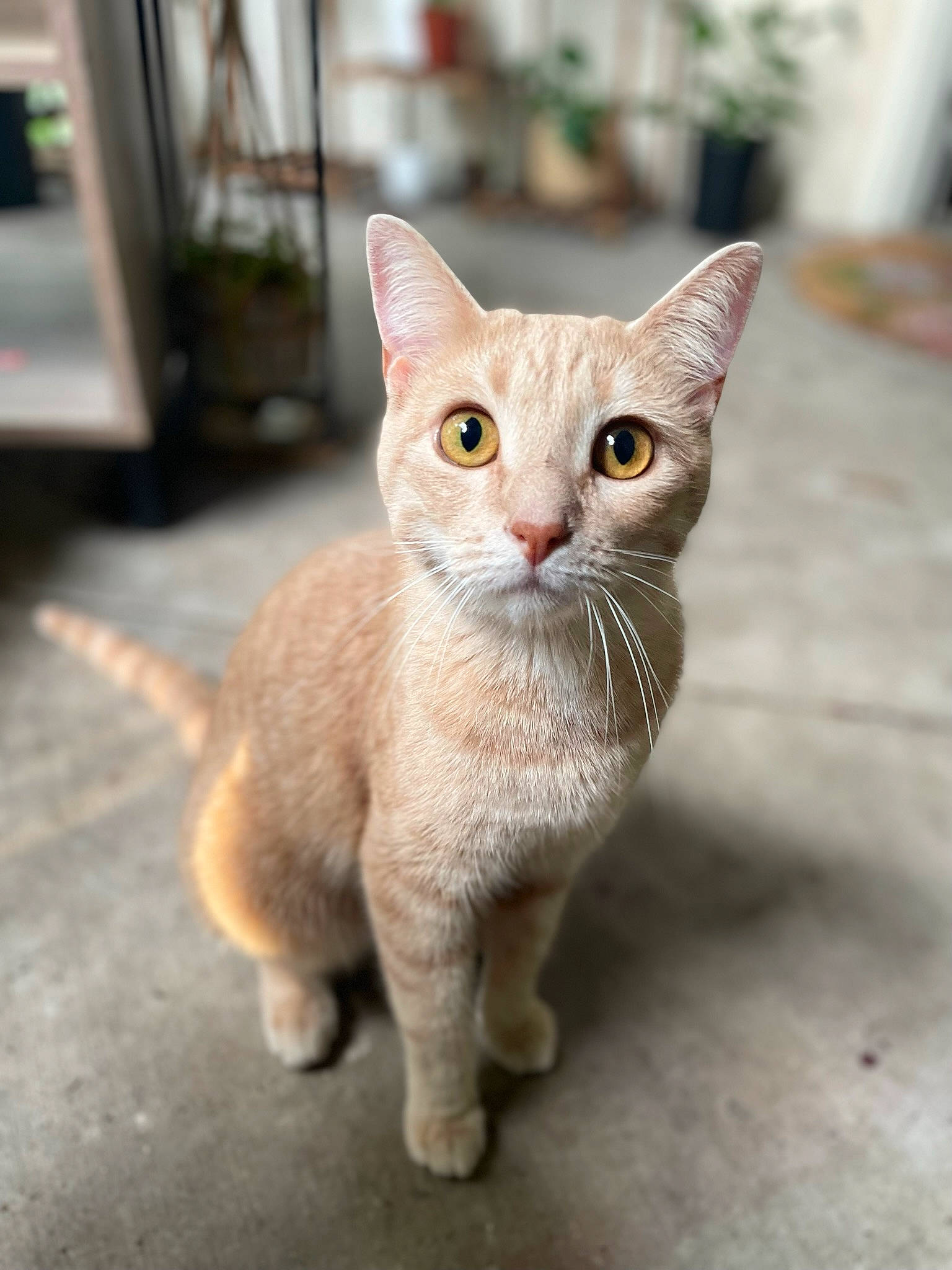 Chai Da Pie is registered to the contest to win money with this photo: art, carnivore, cat, claw, domestic_short_haired_cat, fawn, felidae, fur, paw, small_to_medium_sized_cats, tail, terrestrial_animal, toy, whiskers, window