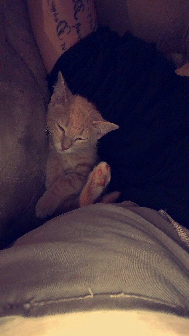 Chai Da Pie joined the competition — help win amazing prizes! bedding, carnivore, cat, cloud, comfort, domestic_short_haired_cat, fawn, felidae, grey, human_leg, linens, room, sleeve, small_to_medium_sized_cats, snout, tail, thigh, tints_and_shades, whiskers, wood