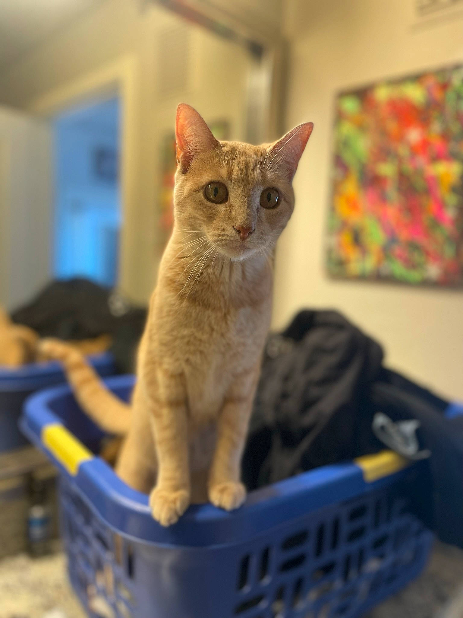 Chai Da Pie joined the competition — help win amazing prizes! animal_feed, art, carnivore, cat, cat_supply, curious, domestic_short_haired_cat, fawn, felidae, fur, pet_food, pet_supply, small_to_medium_sized_cats, snout, tail, whiskers