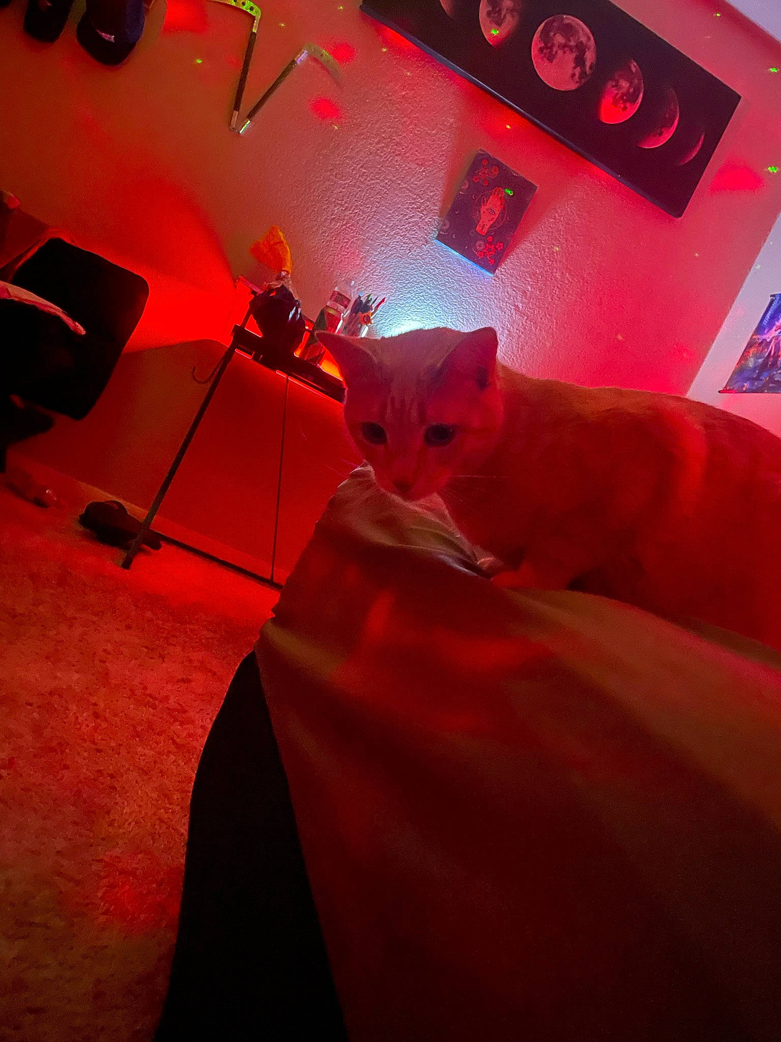 Chai Da Pie is registered to the contest to win money with this photo: art, automotive_design, automotive_lighting, carmine, carnivore, cat, comfort, couch, entertainment, event, felidae, linens, magenta, material_property, orange, pink, small_to_medium_sized_cats, space, tints_and_shades, whiskers