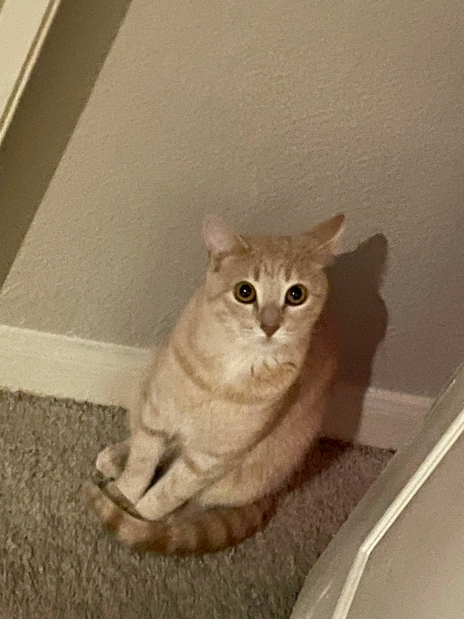 Chai Da Pie joined the competition — help win amazing prizes! carnivore, cat, domestic_short_haired_cat, fawn, felidae, flooring, fur, paw, sitting, small_to_medium_sized_cats, snout, tail, terrestrial_animal, whiskers, window, wood