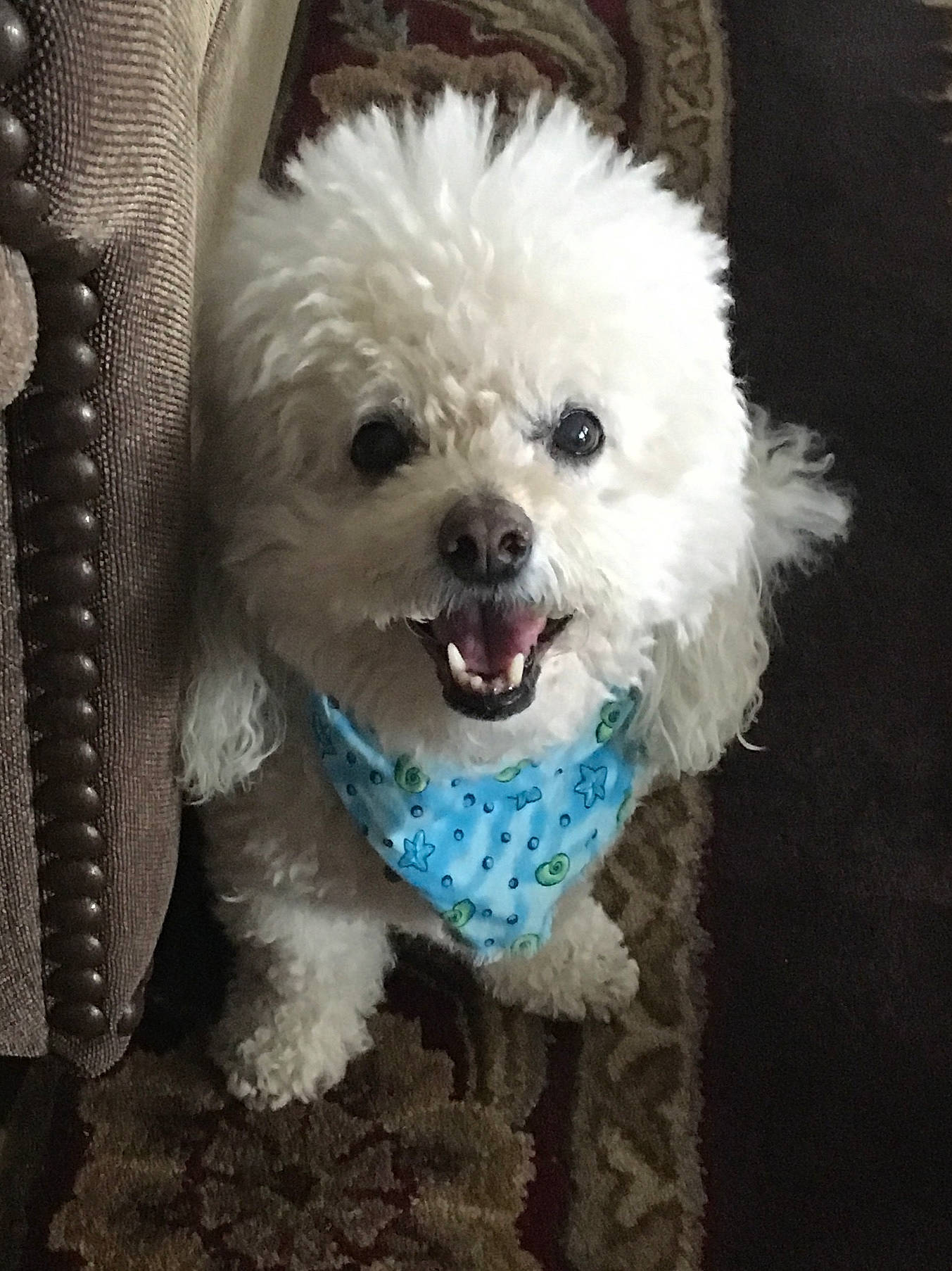 Corky joined the competition — help win amazing prizes! bichon, bichon_frise, bolognese, bolonka, canidae, carnivore, companion_dog, dog, dog_breed, maltepoo, maltese, mammal, miniature_poodle, non_sporting_group, person, poodle, poodle_crossbreed, puppy, shih_poo, toy_poodle
