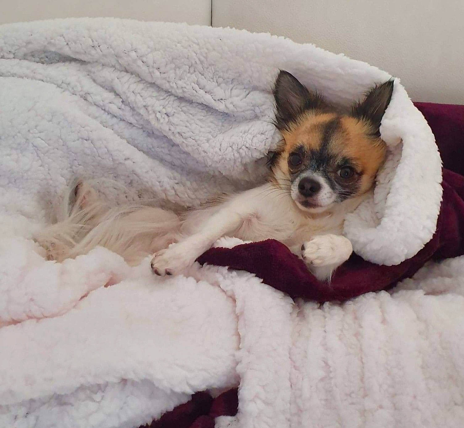 Miko participe au concours pour gagner de l'argent avec cette photo : bed, bedding, canidae, carnivore, comfort, companion_dog, couch, dog, dog_breed, fawn, felidae, fur, grey, linens, pillow, small_to_medium_sized_cats, snout, snow, sporting_group, whiskers