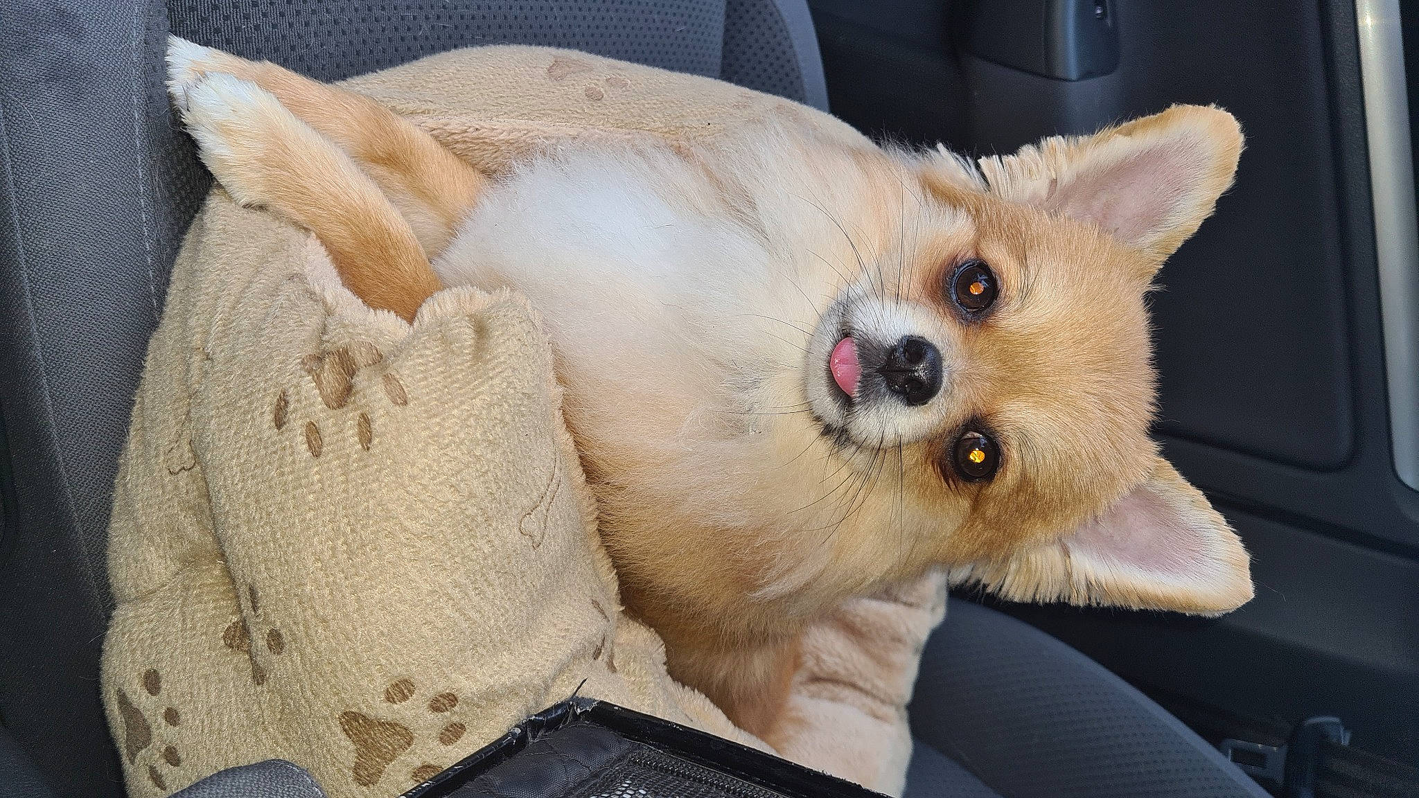 Piloo a rejoint le concours — aidez-le/la à gagner de superbes lots ! canidae, carnivore, collar, comfort, companion_dog, couch, dog, dog_breed, dog_supply, fawn, felidae, fur, non_sporting_group, paw, small_to_medium_sized_cats, snout, sporting_group, toy_dog, whiskers, working_animal