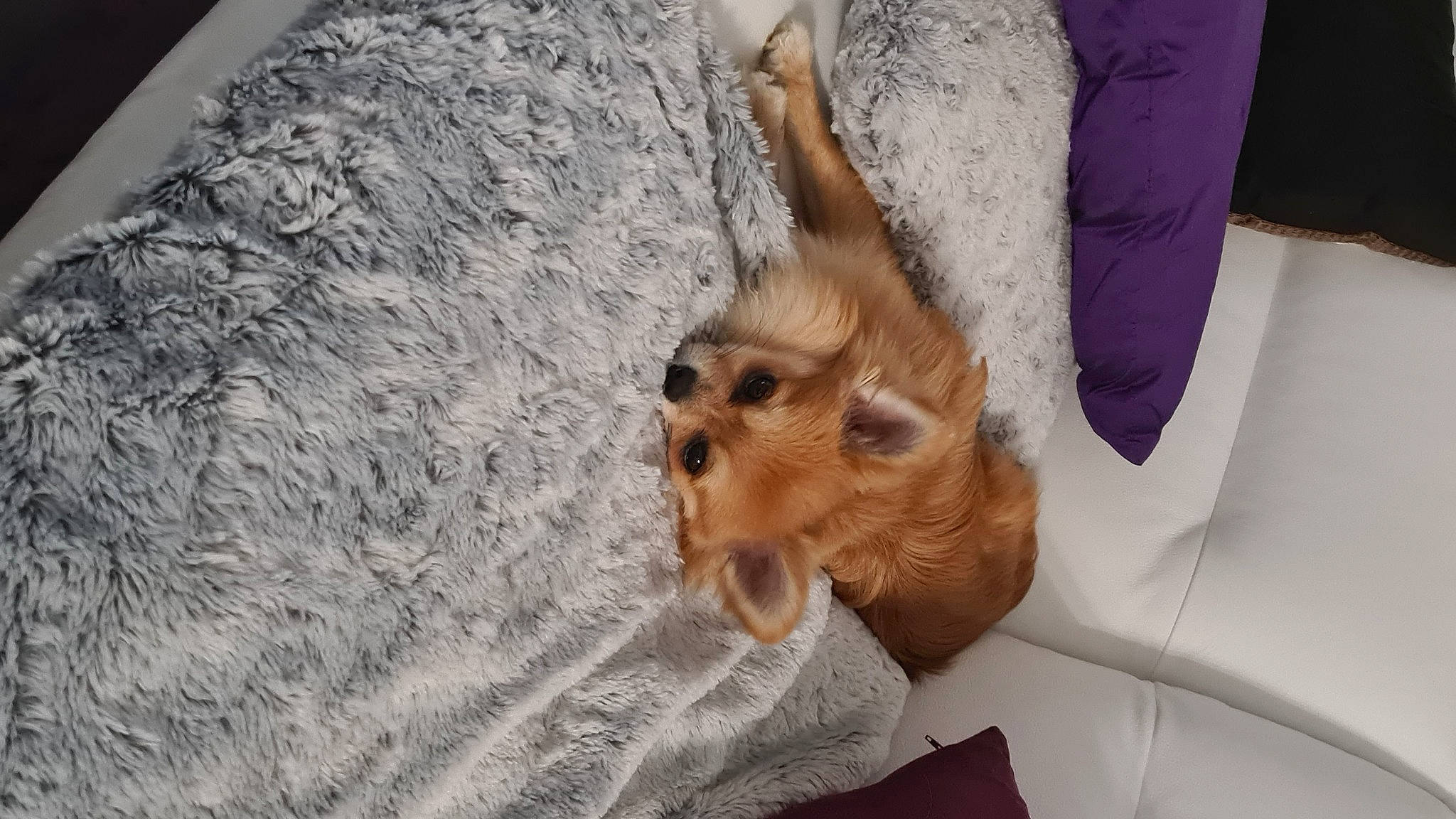 Piloo participe au concours pour gagner de l'argent avec cette photo : canidae, carnivore, claw, comfort, companion_dog, dog, dog_breed, dog_supply, fawn, fur, liver, paw, primate, snout, spaniel, sporting_group, tibetan_spaniel, toy_dog, wood, working_animal