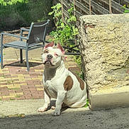 Sacko a rejoint le concours — aidez-le/la à gagner de superbes lots ! dog, white_dog, brown_patches, outdoor, sunlight, patio, stone_wall, chair, wooden_fence, greenery, sitting, pet, canine, relaxed, daylight, shadow, pavement, nature, animal, companion