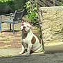 dog, white_dog, brown_patches, outdoor, sunlight, patio, stone_wall, chair, wooden_fence, greenery, sitting, pet, canine, relaxed, daylight, shadow, pavement, nature, animal, companion