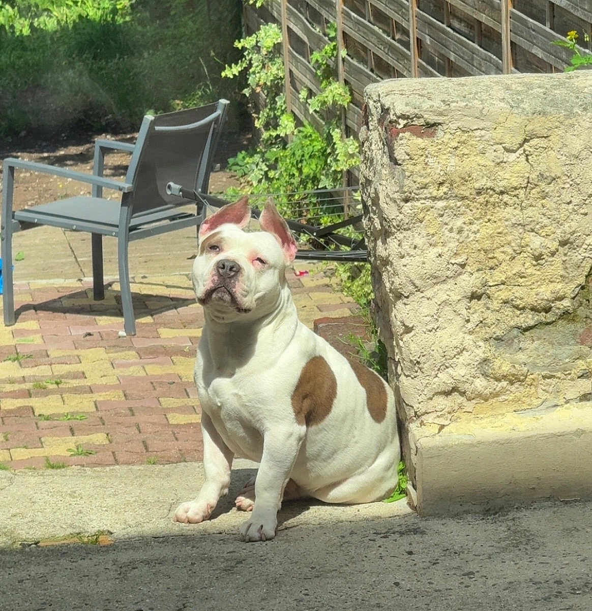 Sacko a rejoint le concours — aidez-le/la à gagner de superbes lots ! dog, white_dog, brown_patches, outdoor, sunlight, patio, stone_wall, chair, wooden_fence, greenery, sitting, pet, canine, relaxed, daylight, shadow, pavement, nature, animal, companion