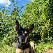 Paddy participe au concours pour gagner de l'argent avec cette photo : alert, animal, canine, collar, daytime, dog, ears, face, forest, grass, greenery, ground, leaf, nature, outdoor, pet, portrait, relaxing, sky, sunlight