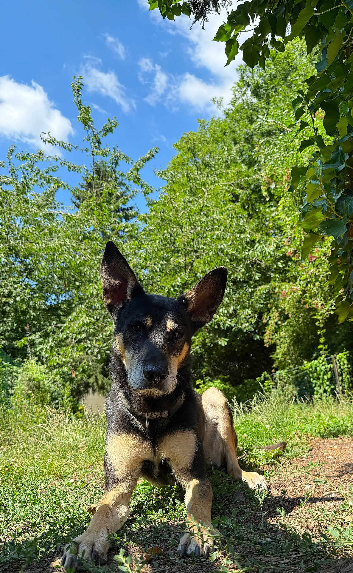 Paddy