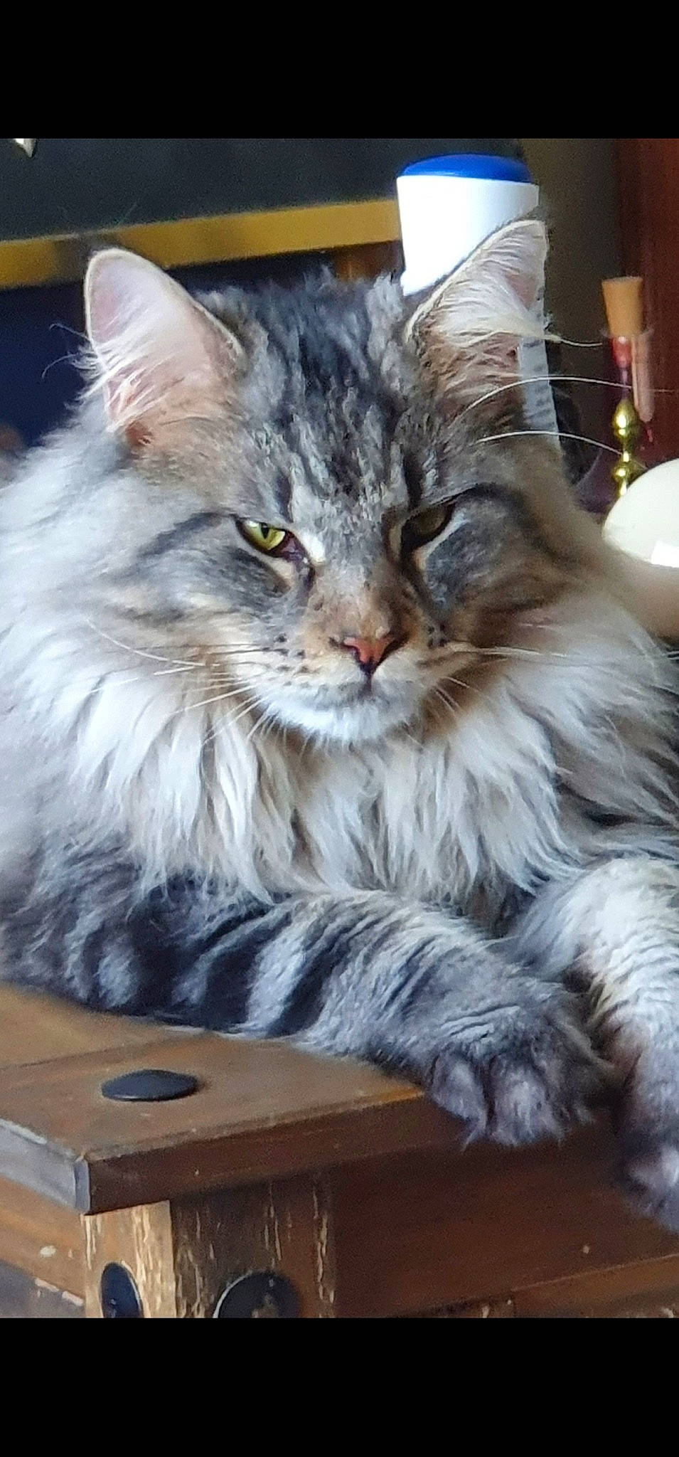 Teddy is registered to the contest to win money with this photo: box, british_longhair, carnivore, cat, claw, desk, felidae, fur, hardwood, maine_coon, norwegian_forest_cat, paw, small_to_medium_sized_cats, snout, table, whiskers, wood, wood_stain