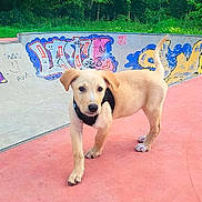 Boli a rejoint le concours — aidez-le/la à gagner de superbes lots ! animal, blue_sky, canine, concrete, curious, daylight, dog, graffiti, greenery, harness, nature, outdoor, park, pet, playful, puppy, skate_park, trees, walking, young_dog