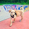 animal, blue_sky, canine, concrete, curious, daylight, dog, graffiti, greenery, harness, nature, outdoor, park, pet, playful, puppy, skate_park, trees, walking, young_dog