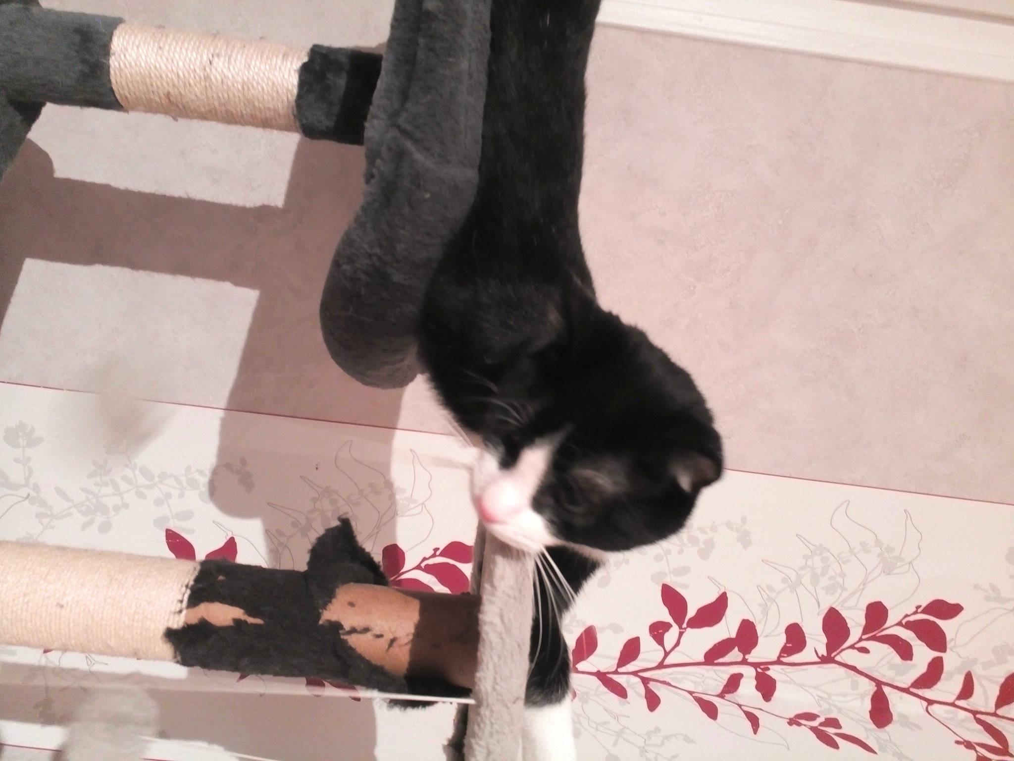 Jacks participe au concours pour gagner de l'argent avec cette photo : black, carmine, carnivore, cat, comfort, domestic_short_haired_cat, felidae, floor, flooring, foot, fur, human_leg, photograph, red, small_to_medium_sized_cats, snapshot, tail, thigh, whiskers, white