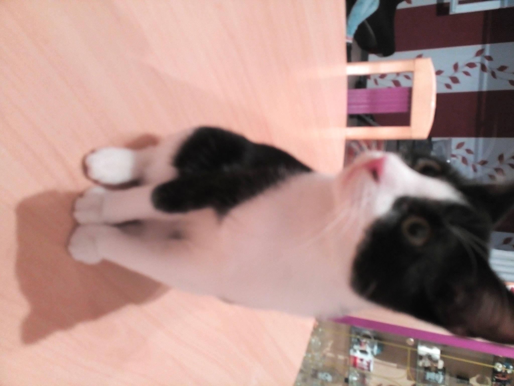 Jacks a rejoint le concours — aidez-le/la à gagner de superbes lots ! canidae, carmine, carnivore, cat, cat_supply, companion_dog, dog_breed, domestic_short_haired_cat, felidae, fur, hardwood, paw, pet_supply, room, small_to_medium_sized_cats, snout, sporting_group, tail, whiskers