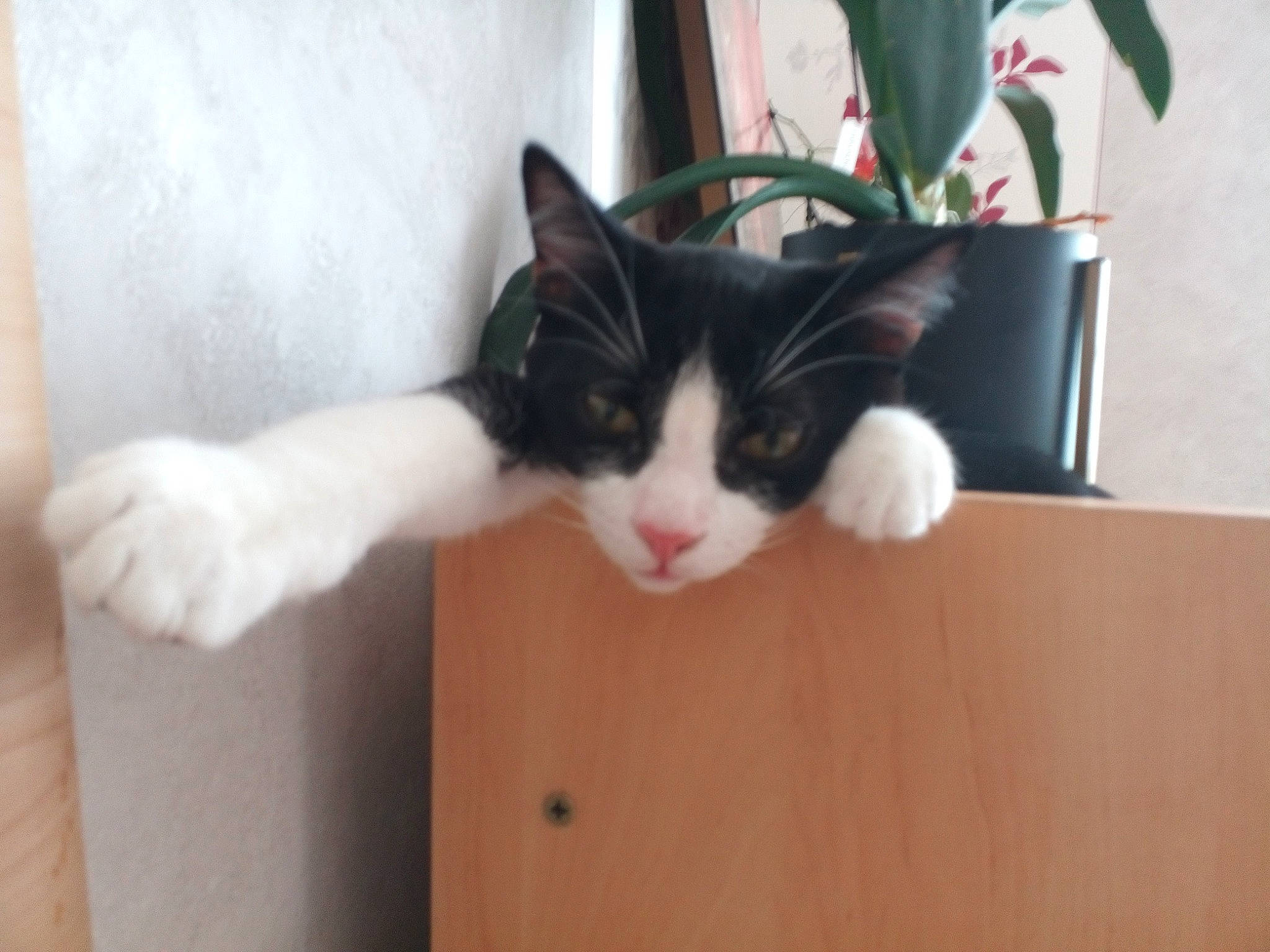 Jacks a rejoint le concours — aidez-le/la à gagner de superbes lots ! carnivore, cat, domestic_short_haired_cat, felidae, flowerpot, fur, hardwood, houseplant, plant, room, small_to_medium_sized_cats, snout, tail, whiskers, wood