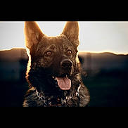 Malachi Enzo Garcia joined the competition — help win amazing prizes! animal, backlight, beautiful, canine, closeup, collar, dog, ears, face, fur, german_shepherd, happy, mammal, nature, outdoor, pet, portrait, sunset, tongue, watchful