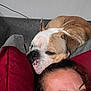 Cheese joined the competition — help win amazing prizes! brown, bulldog, casual, closeup, companion, couch, dog, expression, face, fur, head, home, indoor, person, pet, pillow, relaxed, resting, sleepy, white