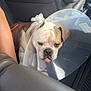 Cheese is registered to the contest to win money with this photo: animal, brown, bulldog, car, closeup, cone, cute, dog, ears, floor_mat, indoor, leather_seat, muzzle, pet, sad, seat, tongue_out, transportation, vehicle, white