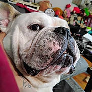 Cheese is registered to the contest to win money with this photo: dog, bulldog, close_up, pet, indoor, animal, face, wrinkles, curious, black_nose, whiskers, furniture, toys, blurred_background, floor, carpet, mouth, ear, light, home