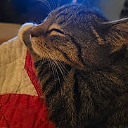 Penelope is registered to the contest to win money with this photo: cat, tabby_cat, sleeping, whiskers, fur, quilt, red, white, indoor, closeup, pet, animal, cozy, resting, cute, feline, soft_light, background, screen, warm