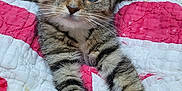 Penelope joined the competition — help win amazing prizes! kitten, tabby, cat, pet, animal, feline, fur, whiskers, eyes, paws, quilt, blanket, striped, cute, young, indoor, closeup, portrait, cozy, resting