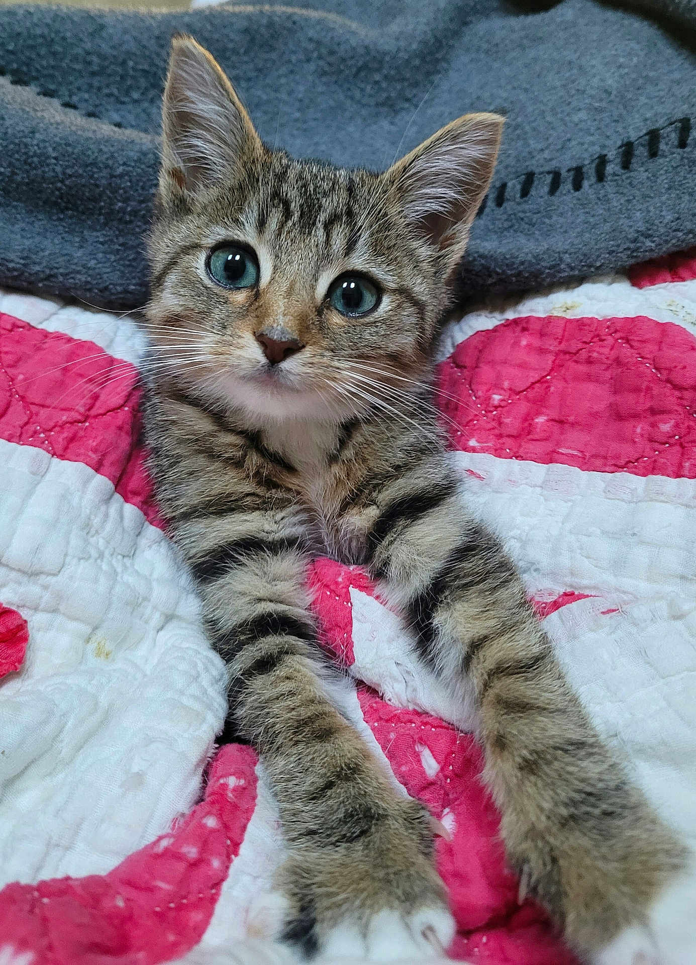 Penelope joined the competition — help win amazing prizes! kitten, tabby, cat, pet, animal, feline, fur, whiskers, eyes, paws, quilt, blanket, striped, cute, young, indoor, closeup, portrait, cozy, resting