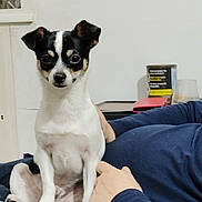 Nestor a rejoint le concours — aidez-le/la à gagner de superbes lots ! animal, architecture, boy, building, canine, chihuahua, child, clothing, couch, dog, furniture, hound, indoors, livingroom, male, pants, person, pet, puppy, room