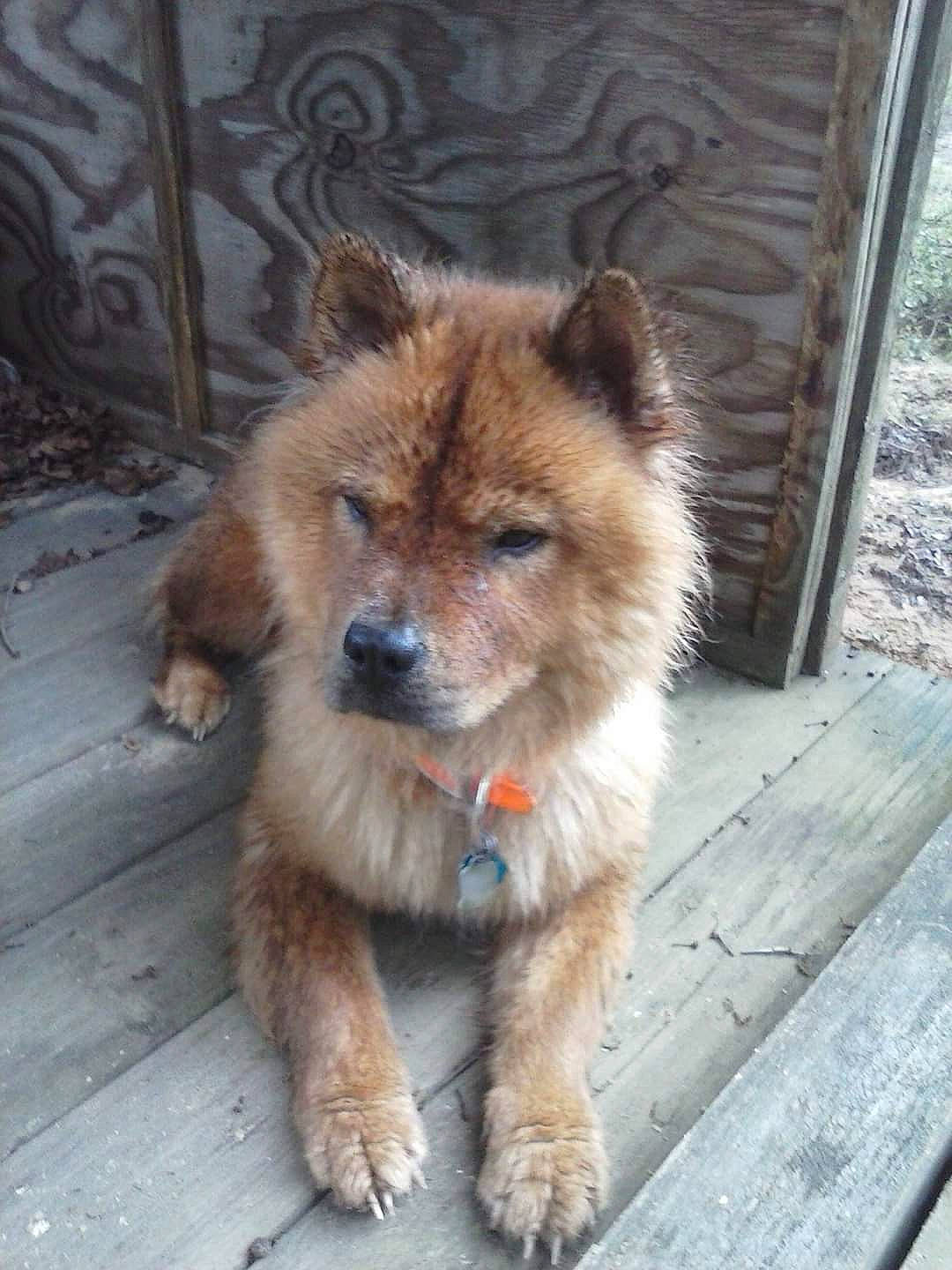 Bittybit joined the competition — help win amazing prizes! akita, ancient_dog_breeds, canidae, carnivore, chow_chow, companion_dog, dog, dog_breed, eurasier, fawn, mammal, non_sporting_group, pomeranian, puppy, rare_breed_dog, spitz, sporting_group, vertebrate