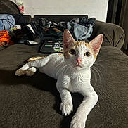 Yum Yum joined the competition — help win amazing prizes! cat, kitten, orange_and_white, couch, indoor, pet, laptop, clothes, sticker, curious, animal, feline, resting, fur, whiskers, ears, paw, home, living_room, domestic