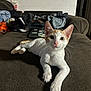 cat, kitten, orange_and_white, couch, indoor, pet, laptop, clothes, sticker, curious, animal, feline, resting, fur, whiskers, ears, paw, home, living_room, domestic