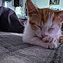 kitten, cat, sleeping, orange_and_white, paw, blanket, bedroom, soft_lighting, indoor, cozy, furry, pet, animal, resting, cute, young_cat, portrait_in_background, fabric, relaxation, calm