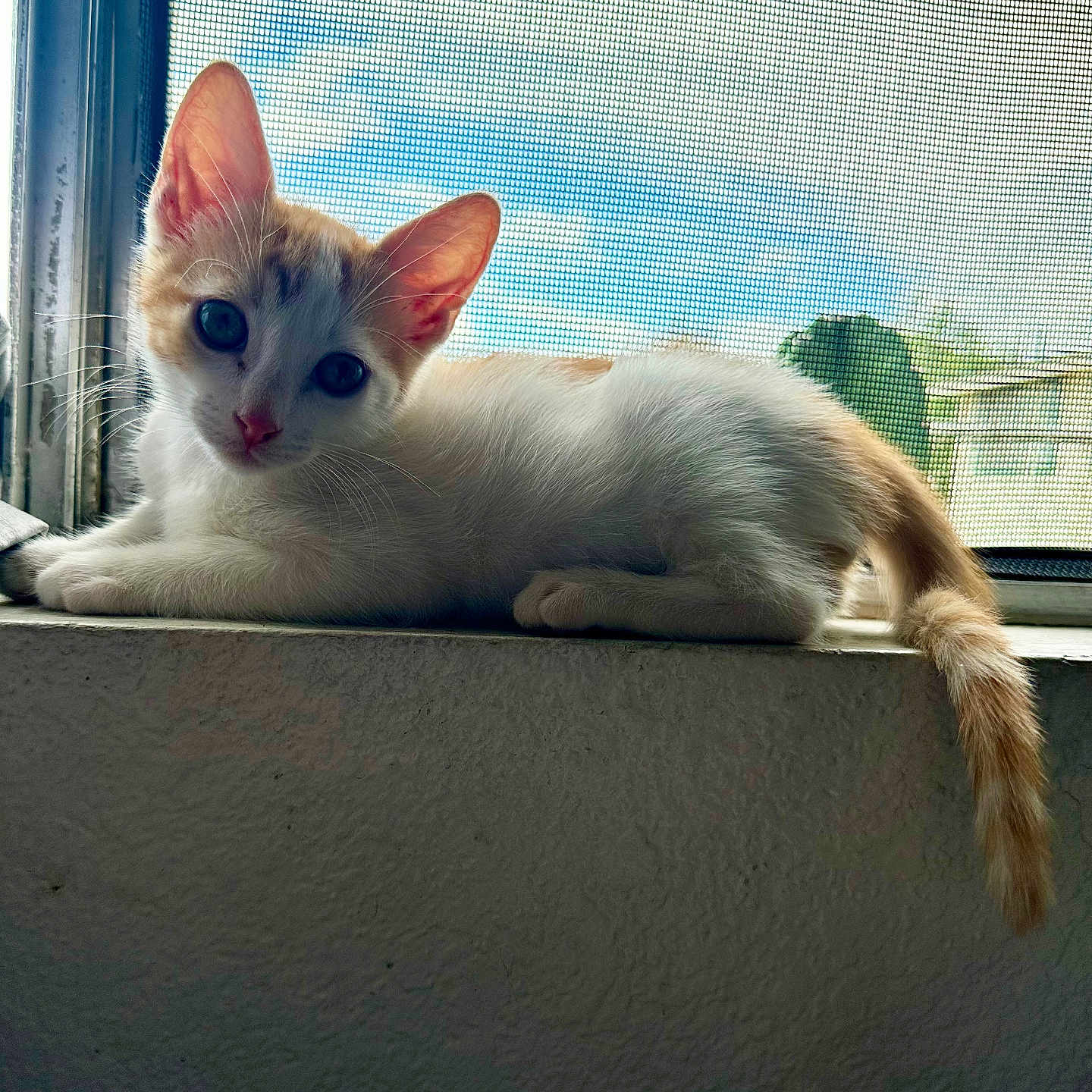 Yum Yum joined the competition — help win amazing prizes! animal, blue_sky, cat, curious, cute, domestic, ears, feline, indoor, kitten, looking_at_camera, orange_and_white, pet, resting, sunlight, tail, whiskers, window_screen, windowsill, young