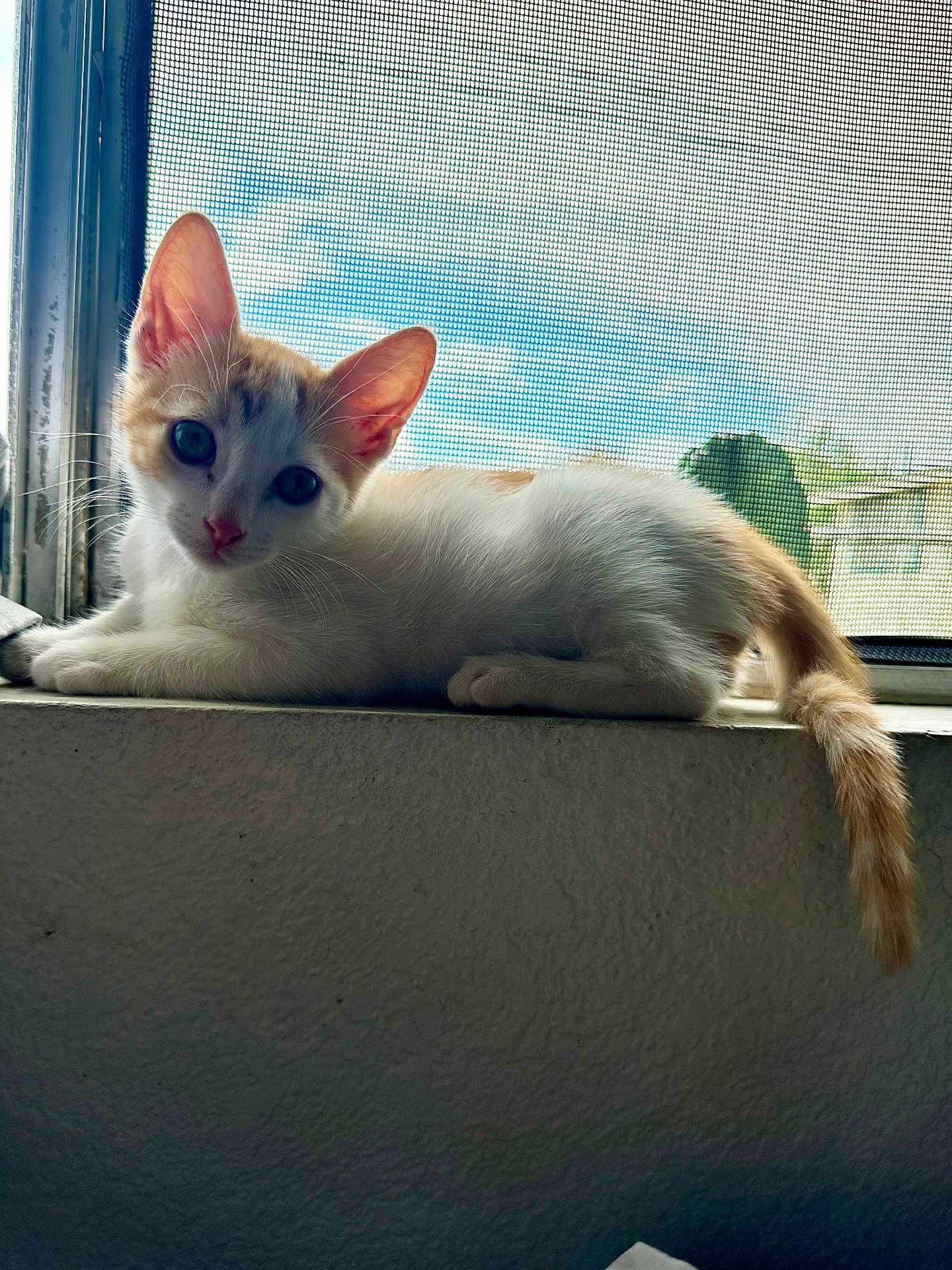 Yum Yum joined the competition — help win amazing prizes! cat, kitten, orange_and_white, windowsill, window_screen, blue_sky, sunlight, indoor, pet, animal, whiskers, ears, tail, curious, young, feline, resting, looking_at_camera, domestic, cute