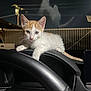 kitten, cat, dashboard, car_interior, night, fence, power_lines, whiskers, orange_and_white, pet, animal, domestic_cat, curious, young_cat, indoor, resting, fur, closeup, vehicle, window