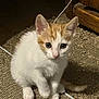 Yum Yum joined the competition — help win amazing prizes! kitten, cat, white, orange, fur, pet, animal, cute, small, young, sitting, indoor, curious, face, ears, whiskers, tail, mat, texture, floor