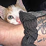 Yum Yum is registered to the contest to win money with this photo: kitten, cat, pet, tattoo, arm, scrunchie, closeup, cute, animal, feline, whiskers, pink_nose, curious, indoor, skin, hand, young_cat, domestic_cat, fur, playful