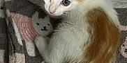Yum Yum joined the competition — help win amazing prizes! kitten, cat, orange_and_white, curled_up, blanket, animal_pattern, cute, pet, feline, fur, whiskers, ears, tail, indoor, soft_texture, cozy, small, young, looking_up, playful