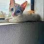 kitten, cat, animal, pet, windowsill, indoor, fur, whiskers, ears, blue_eyes, curious, young, closeup, portrait, soft_light, blurred_background, resting, cute, domestic_cat, feline