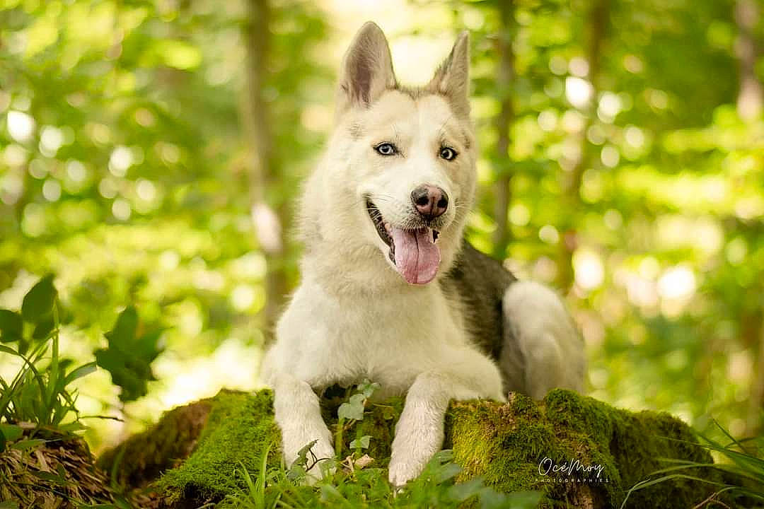 Athena participe au concours pour gagner de l'argent avec cette photo : canidae, canis, carnivore, collar, companion_dog, dog, dog_breed, fang, fawn, grass, herding_dog, kintamani, people_in_nature, plant, snout, sporting_group, tail, terrestrial_animal, whiskers, wolf