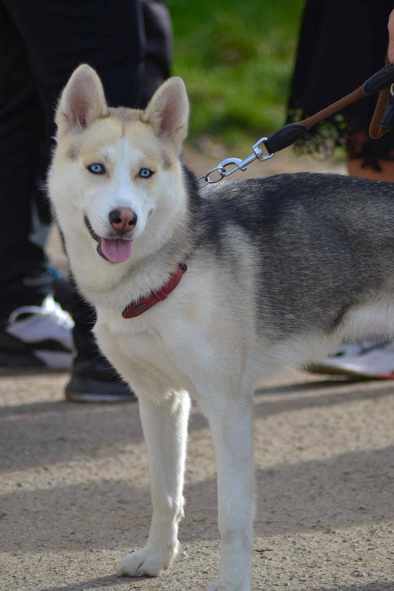Athena participe au concours pour gagner de l'argent avec cette photo : ancient_dog_breeds, balance, carnivore, collar, companion_dog, dog, dog_breed, fur, pet_supply, snout, tail, terrestrial_animal, working_animal, working_dog