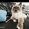 cat, blue_eyes, fluffy, paw, black_surface, pillow, blue_pillow, pencil, indoor, pet, relaxed, feline, closeup, whiskers, ears, fur, animal, home, cute, looking