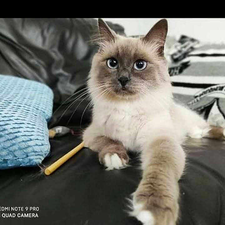 Pixy a rejoint le concours — aidez-le/la à gagner de superbes lots ! cat, blue_eyes, fluffy, paw, black_surface, pillow, blue_pillow, pencil, indoor, pet, relaxed, feline, closeup, whiskers, ears, fur, animal, home, cute, looking