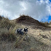 Garance a rejoint le concours — aidez-le/la à gagner de superbes lots ! animal, blue_sky, canine, cloud, curious, daylight, dog, dune, field, fur, grass, landscape, natural, nature, outdoor, pet, sand, sky, sunlight, wildlife