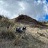 animal, blue_sky, canine, cloud, curious, daylight, dog, dune, field, fur, grass, landscape, natural, nature, outdoor, pet, sand, sky, sunlight, wildlife