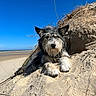 Garance a rejoint le concours — aidez-le/la à gagner de superbes lots ! animal, beach, blue_sky, canine, coast, daytime, dog, dune, ears, fur, grass, nature, outdoor, paw, portrait, relaxed, sand, snout, sunny, wild