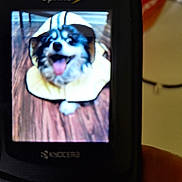 Lambchop joined the competition — help win amazing prizes! black_and_white, blur, canine, closeup, coat, dog, fur, happy, indoor, kyocera, old_phone, pet, phone_screen, raincoat, smiling, sprint, tongue, tongue_out, wood_floor, yellow