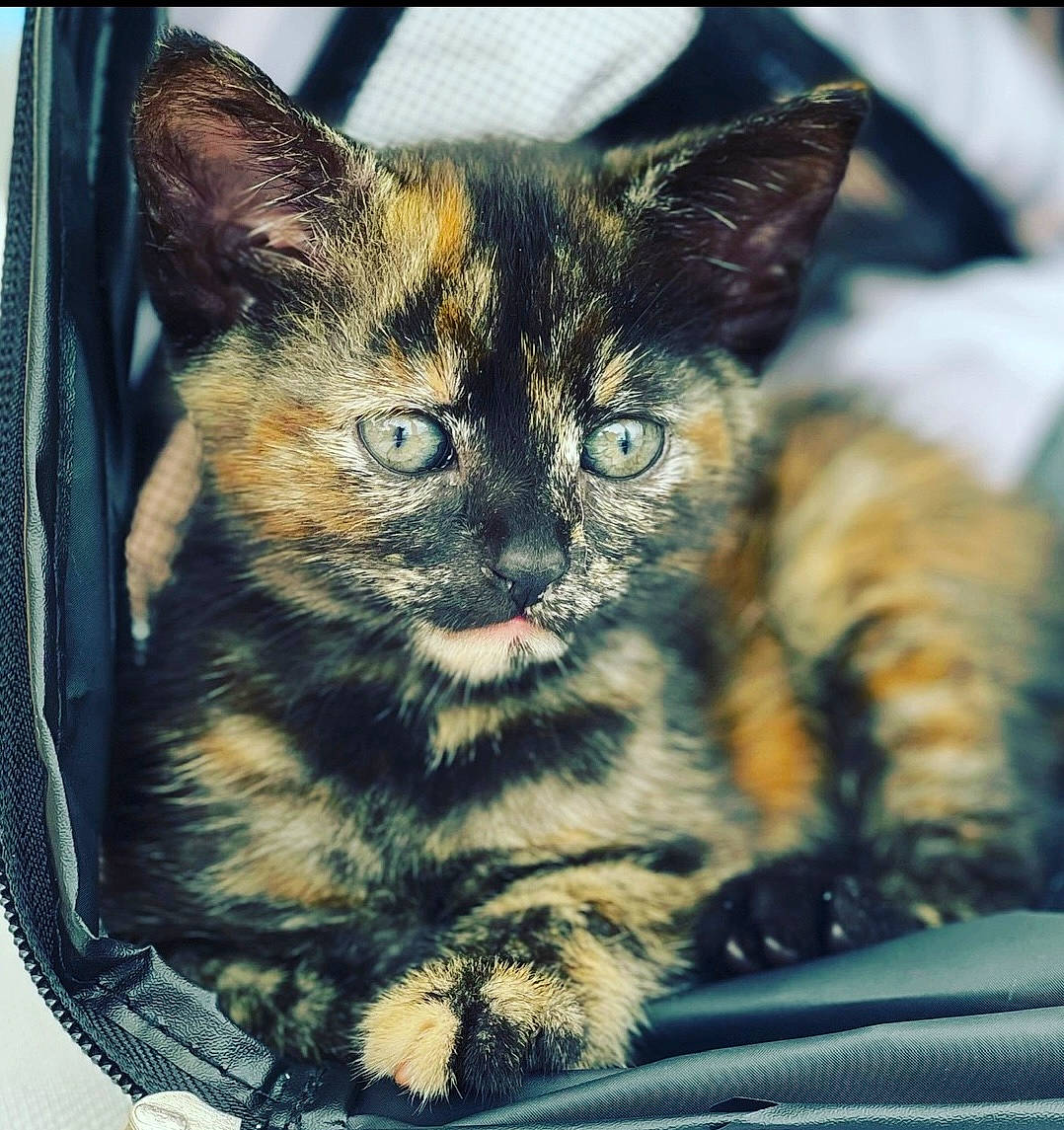 Christ is registered to the contest to win money with this photo: box, carnivore, cat, claw, computer_monitor, domestic_short_haired_cat, eye, felidae, fur, paw, small_to_medium_sized_cats, snapshot, snout, square, tail, tree, whiskers, wildlife