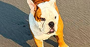 Bee participe au concours pour gagner de l'argent avec cette photo : alert, animal, beach, brown, bulldog, canine, cute, daytime, dog, nature, outdoor, pet, playful, puppy, sand, shadow, standing, sunlight, white, young